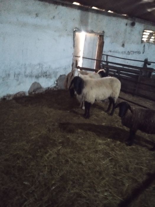 Vând/schimb oaie sârbească