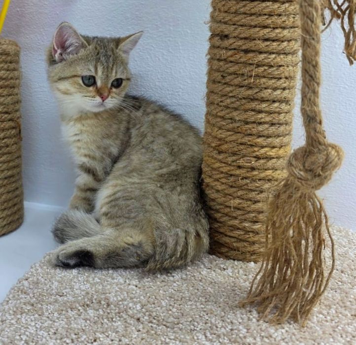 БриТандСкие КоТятА ПроДажА