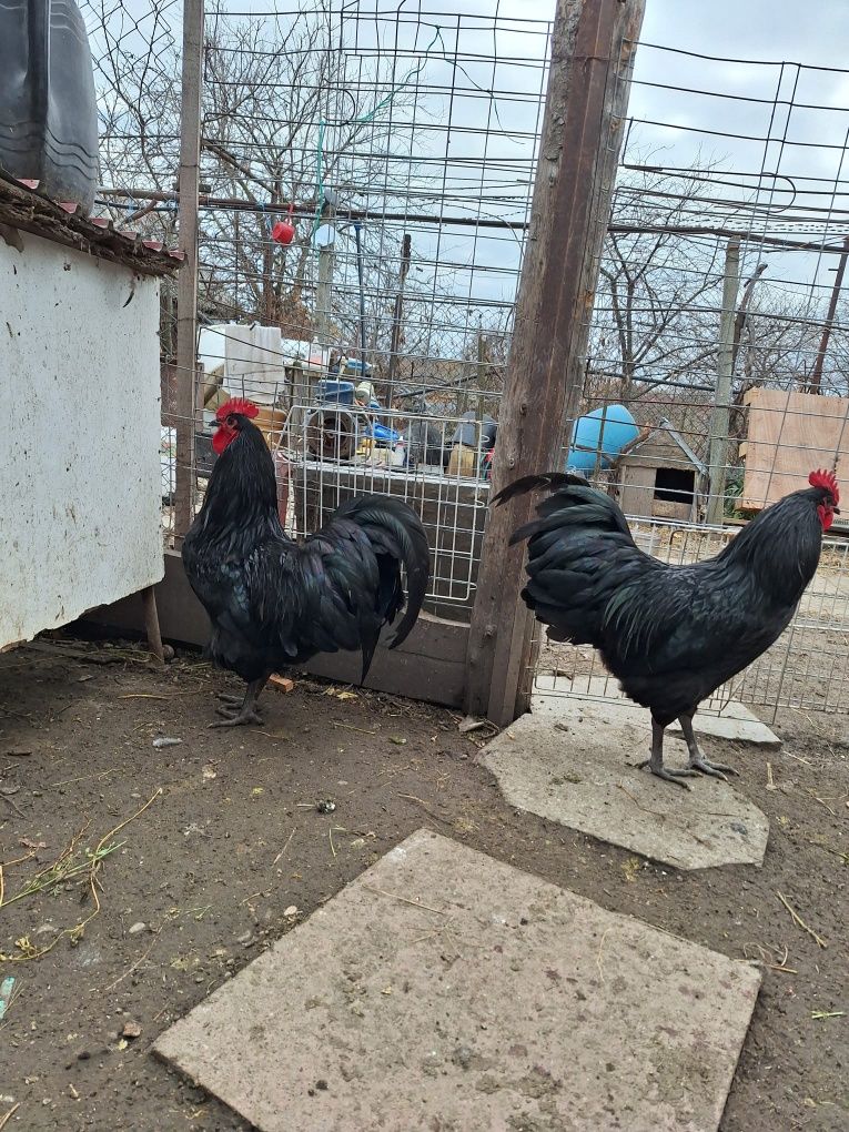 Vând cocosi australorp