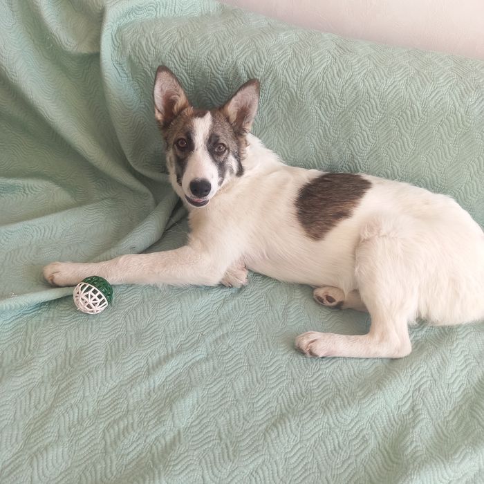 Отдам Самым ответственным хозяевам, в добрые ручки щенят отдам. 
Щенят