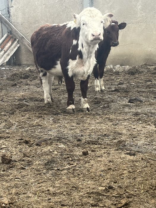 Салылады 2 жасар бұқа өте жаксы жұмыс жасайды