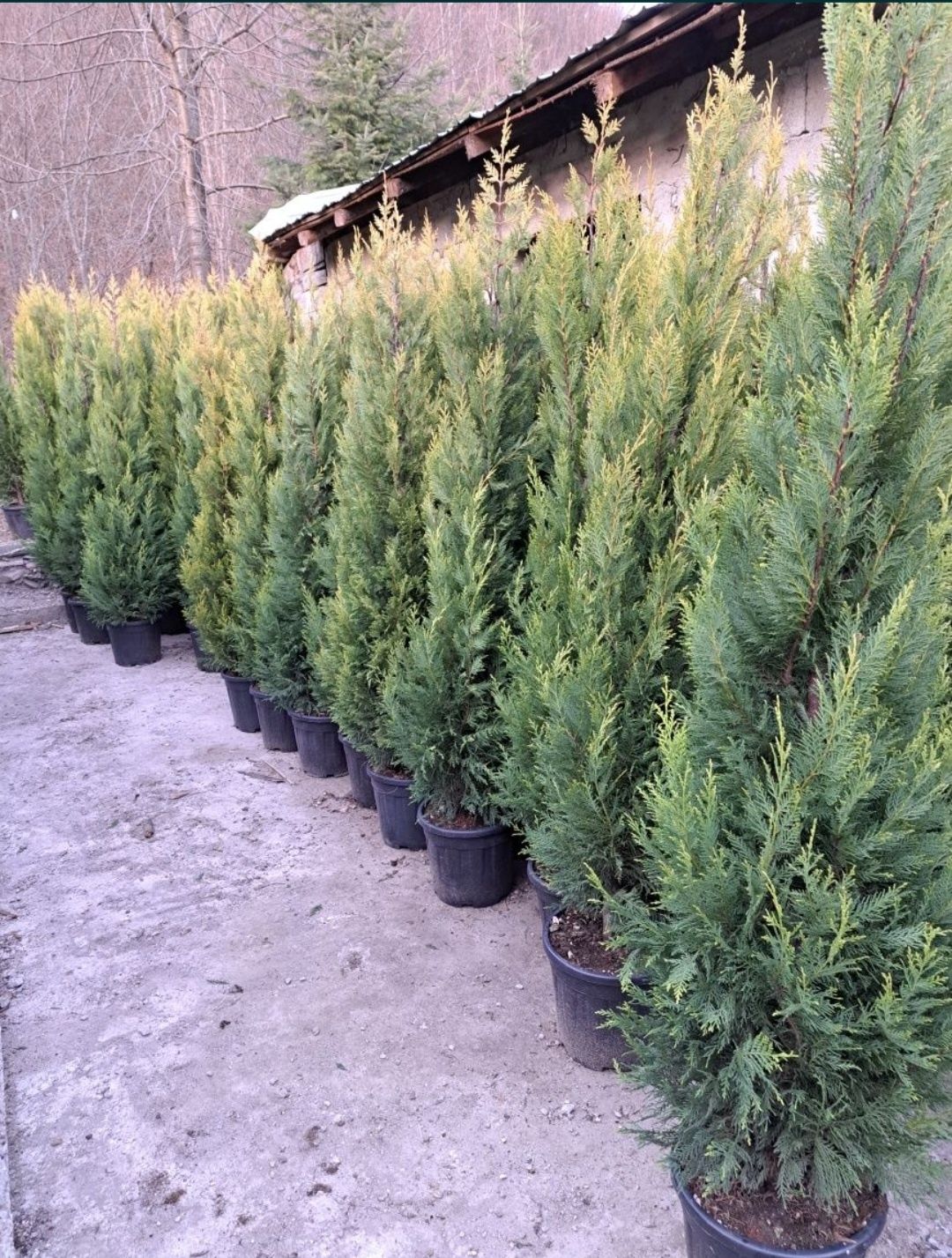 Cupressus leylandii 2.3m - 2.5m/ calite extra/ oferim livrare