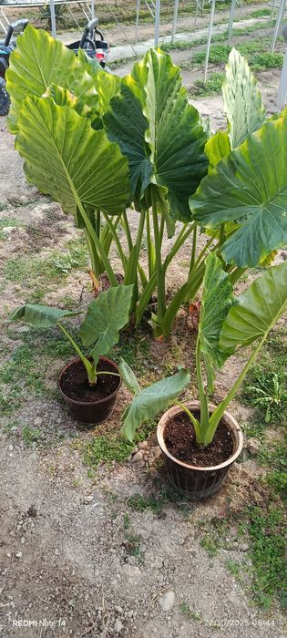 Kotta bargli tabiiy gullar bor hona sharoitida parvarishlash mumkin