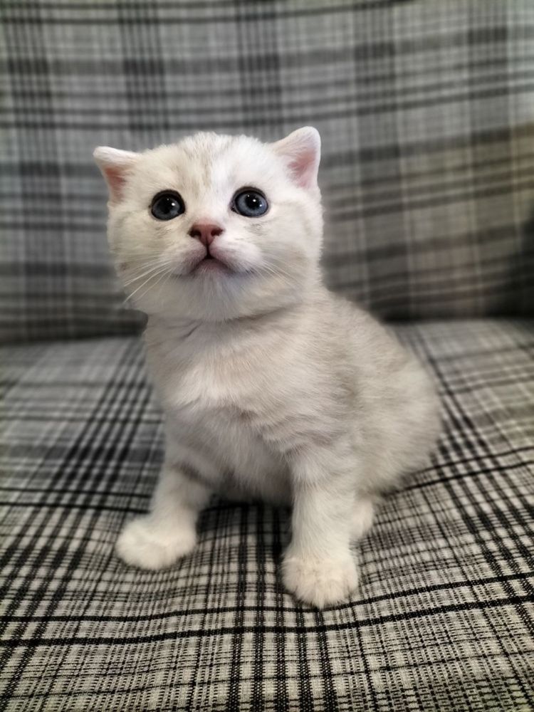 Продается котёнок!