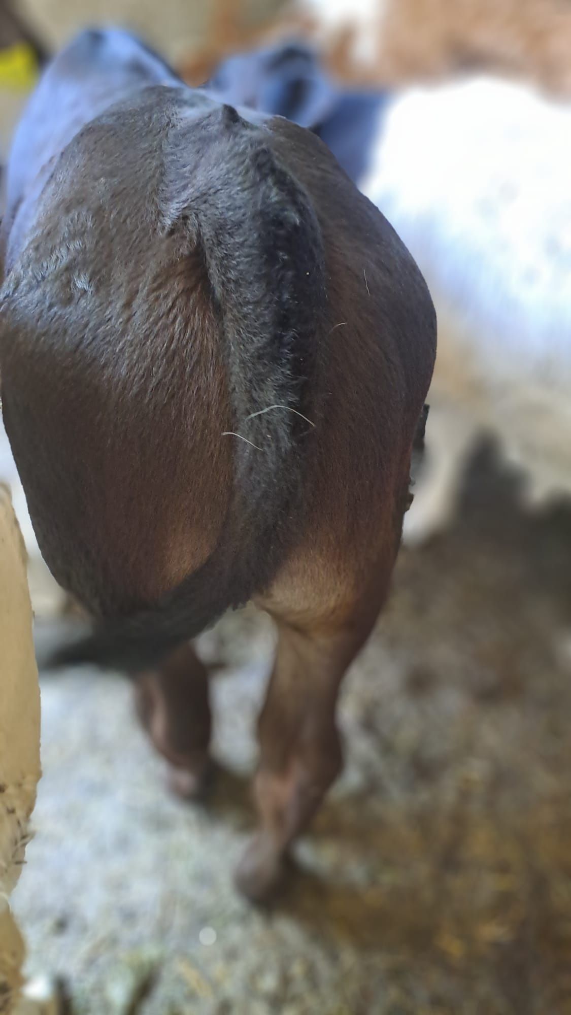 Vând 3 țăurași înțărcați