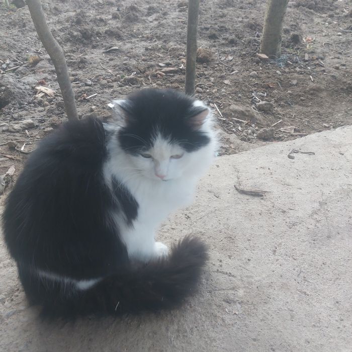 Donez pisici foarte frumoase