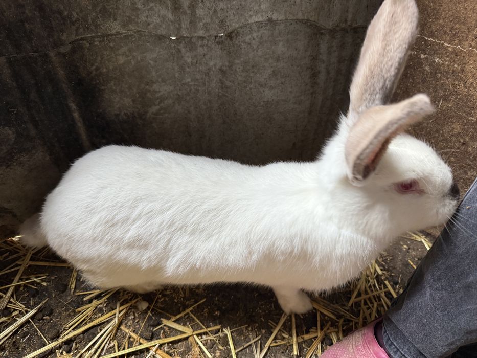 Vand un mascul+o femela 250 de lei se vand urgent