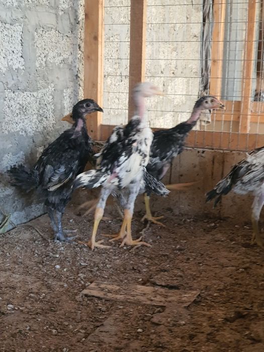 6 ta dakan shamo 1 ta qora shaxzoda