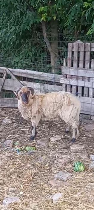 Berbec țurcan de montă de vânzare