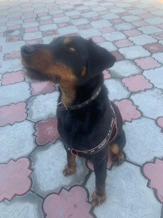 Вязка Ягдтерьера