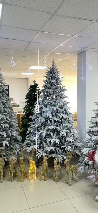 Шырша, елка 240 см., 111000 тг ред каспи