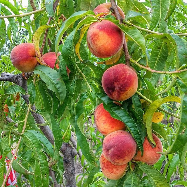Pomi fructiferi clasici ambalați Piersici