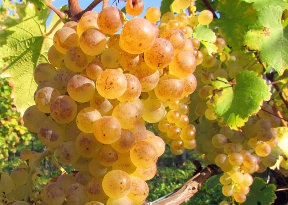 Vand struguri pentru vin