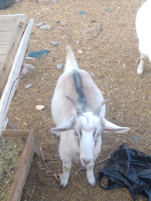 Козы Коза продажа