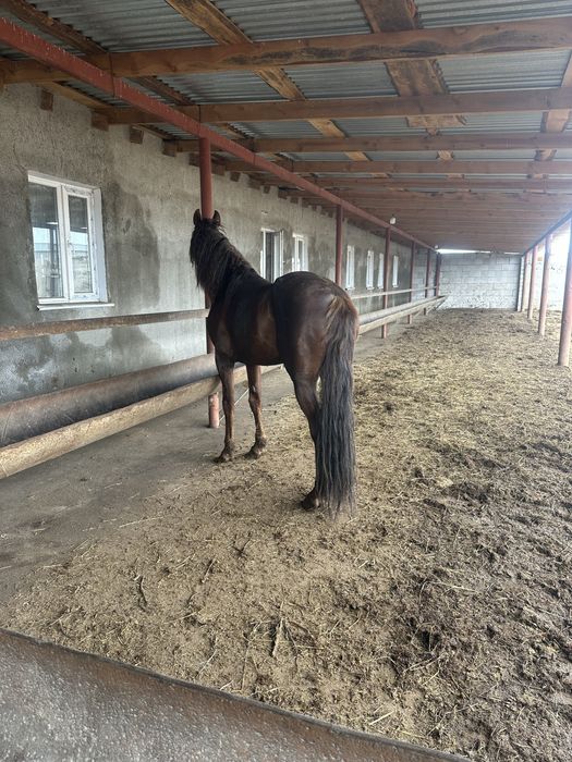 Жеребец полукровный