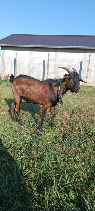 Vând țap de 8 luni
