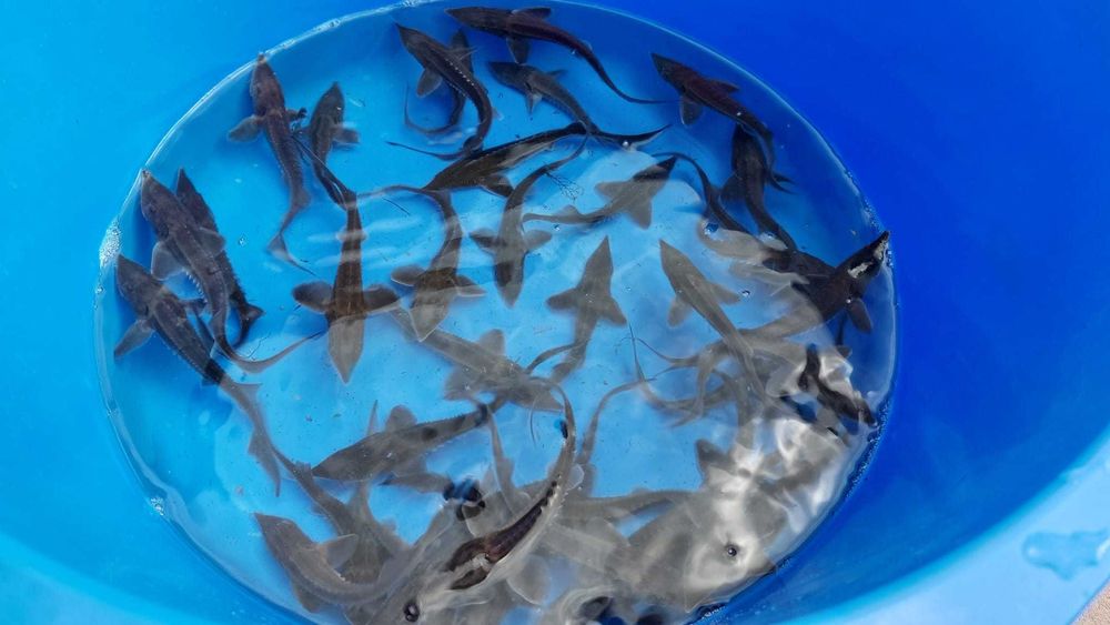 Crapi koi Japonia, butterfly, sturioni, pesti sanitari, pesti iaz