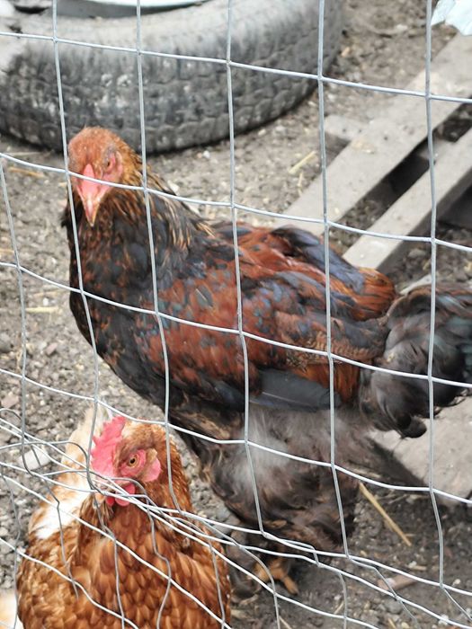 Vând păsări Brahma în Arad