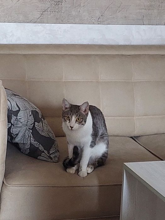 Котик мальчик. Кастрированный. Привит,  имеет паспорт