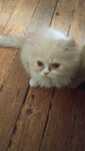 Персийски котета
