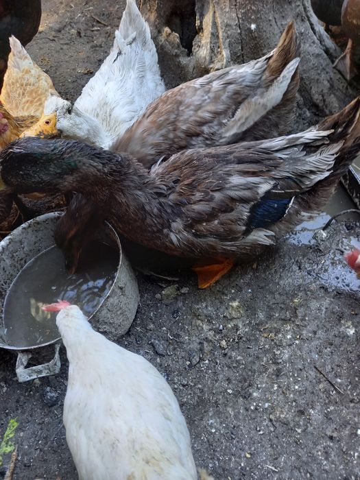 Срочно продам уток