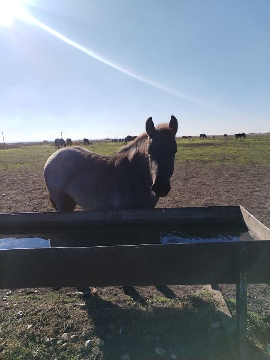 Vând mânză de 4 luni