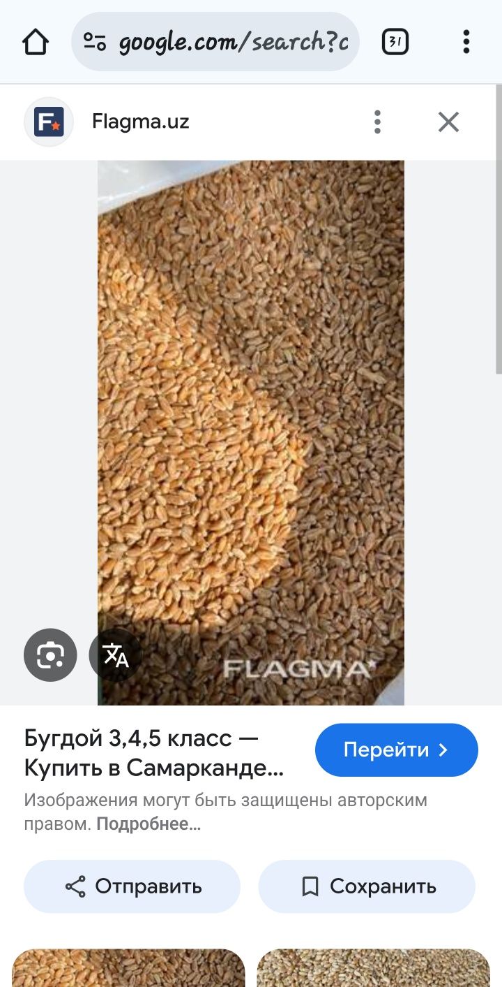 Бугдой галла бор