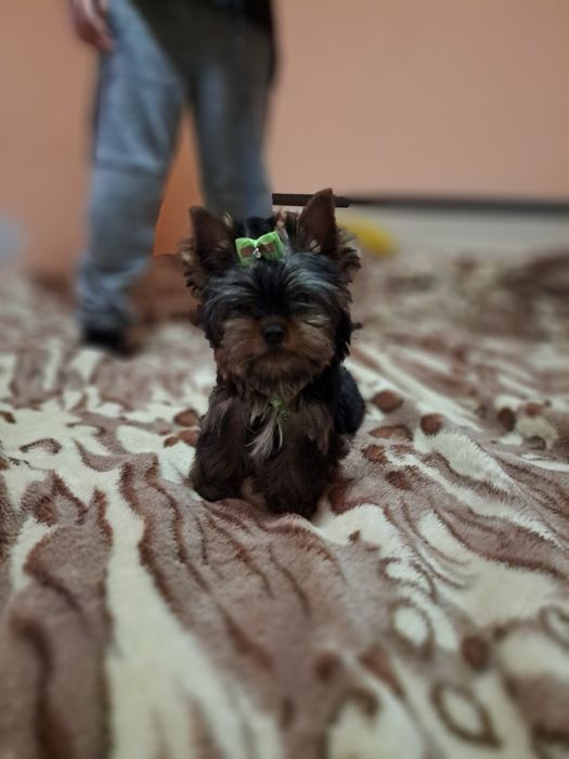 Йоркширски териер