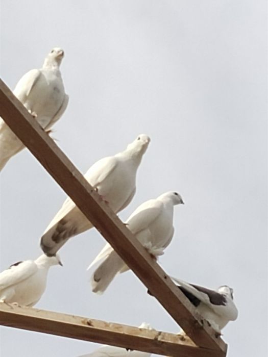 Kabutarlar to'y va marosimlar uchun