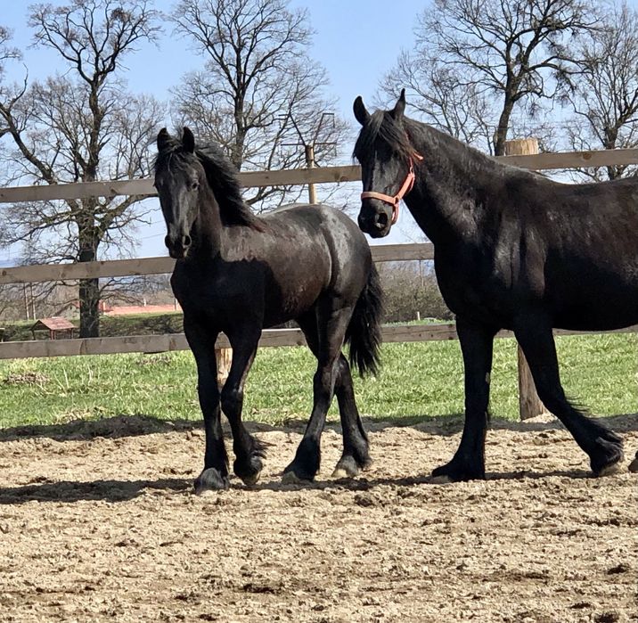 Friesian manz iapa armasar Frizian