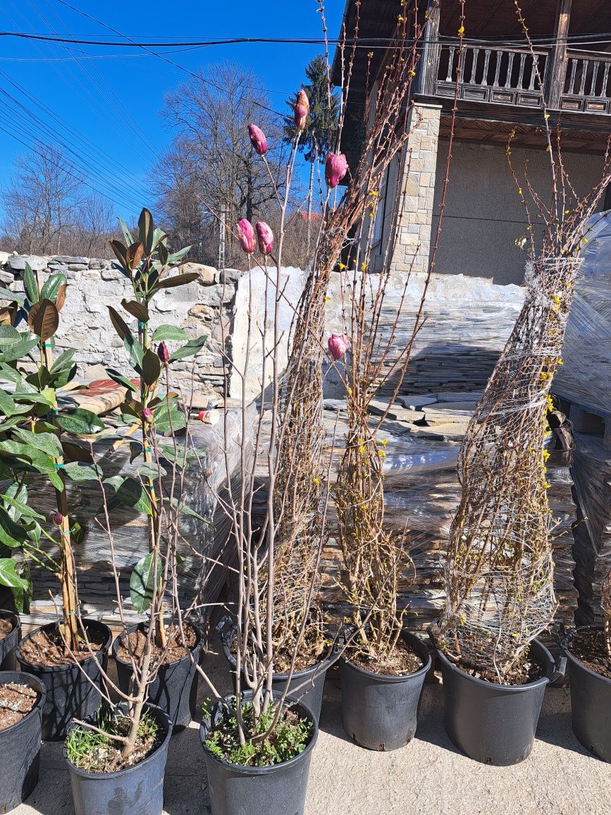 Amenajări exterioare cu plante  ornamentale