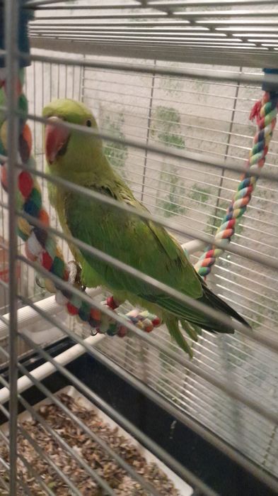 Vând micul alexandru