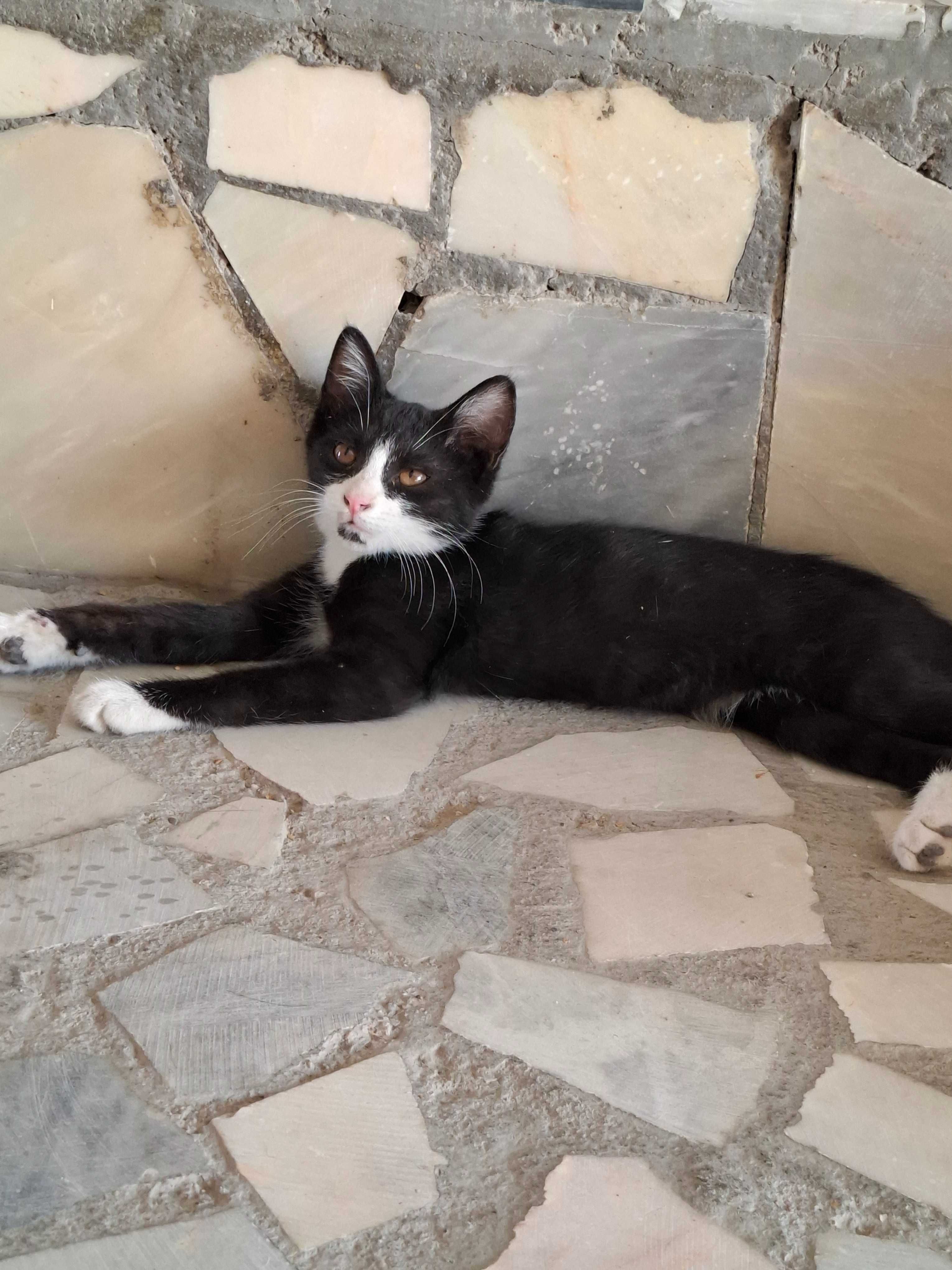 Пристраиваются в добрые и ответсвенные руки котята. Котятам 4 месяца