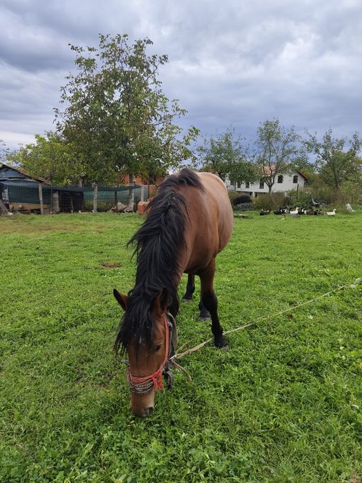 Mânz de vânzare...