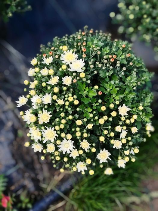 Vând crizantema multiflora