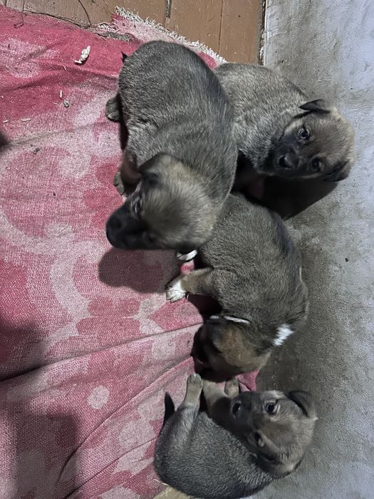 Кучуклар берилади яхши кулларга