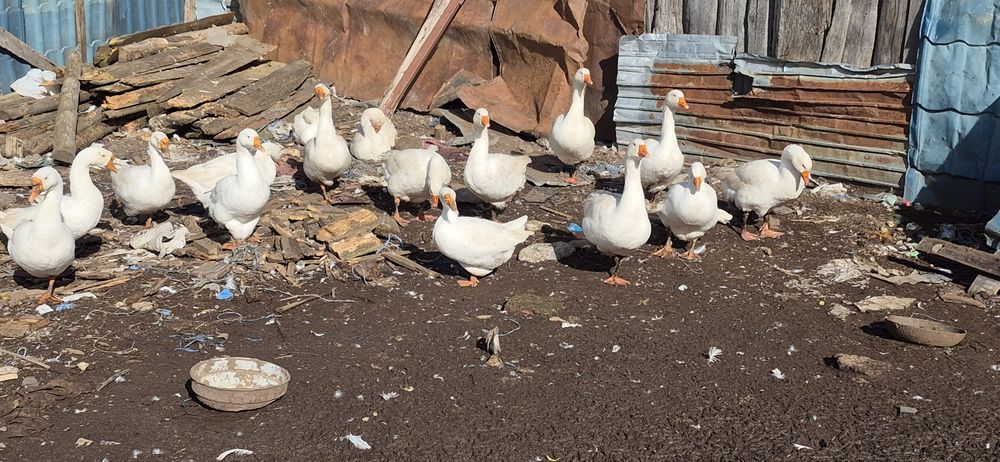 Gâște Românești.