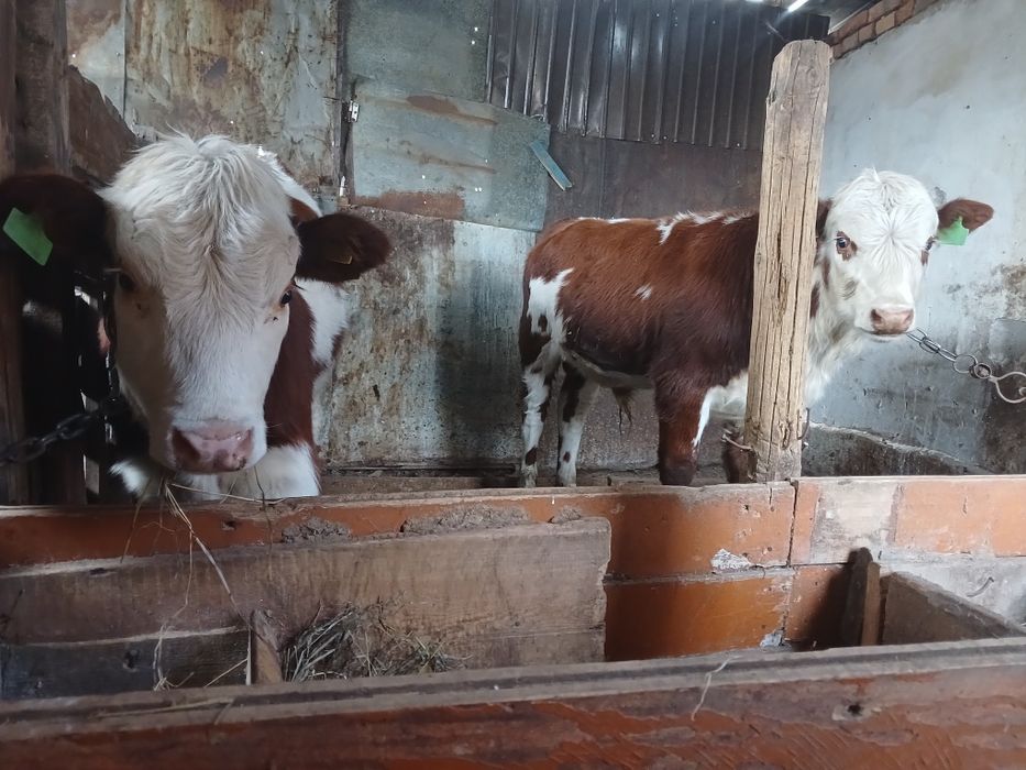 Продам молодняк тёлочка и бычок