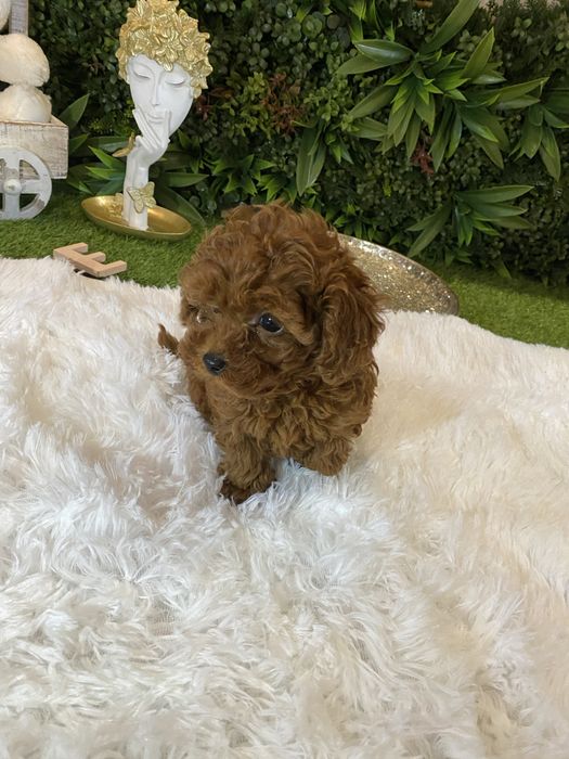 Pudel Toy – eleganți, inteligenți și foarte afectuoși