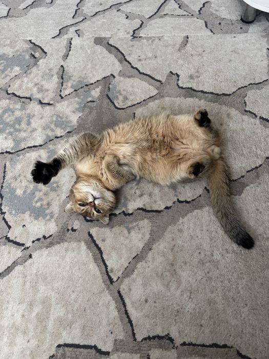 Zolataya shinshila 11 oylik kasteratsiya qilingan. Passporti bor.