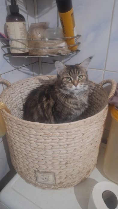 Отдам кошку мейн кун