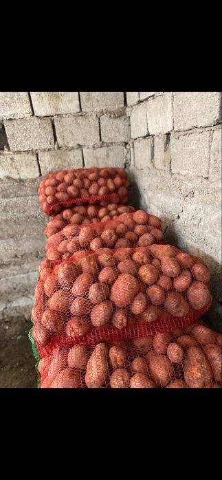 Cartofi de consum Rivola, Bellarosa (roșii) și Ultra, Carrera (albi)