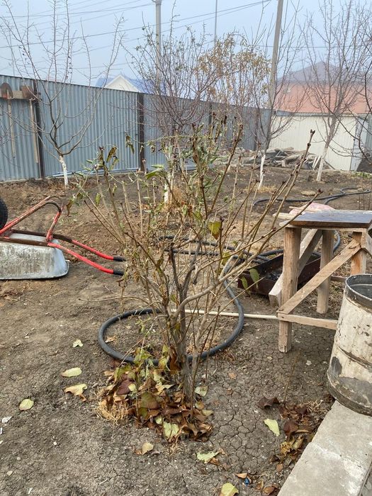 Бесплатно жеміс ағаштар