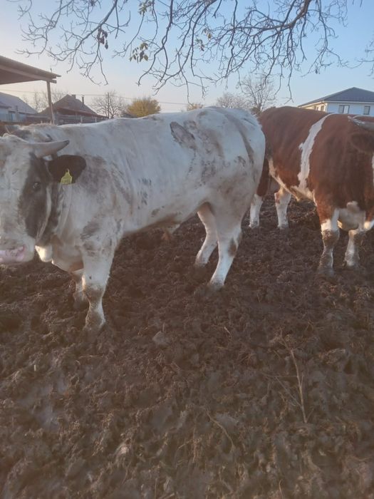 Vitei 400 -600 kg, pret 22 lei /kg