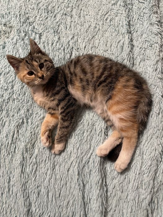 Отдам котенка в добрые руки