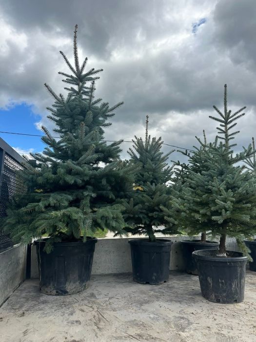 Brad argintiu  / leylandii  / mesteacăn