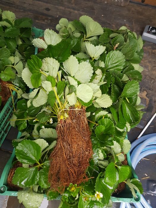 Vand stoloni de capsuni