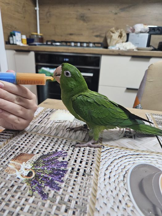 Pui papagal Conur cu Gâtul Roșu / Red Throated Conure