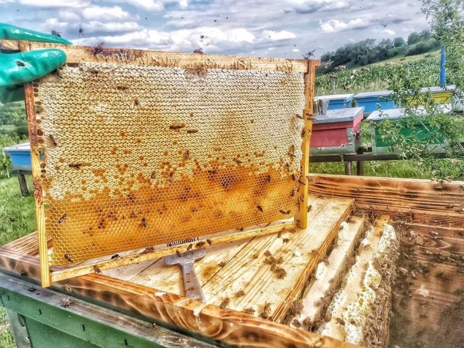 Miere de albine Salcâm & Poliflora