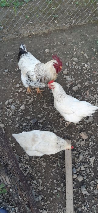 Găini,puicute de oua de curte